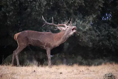Animales en la casa o chalet o alrededores