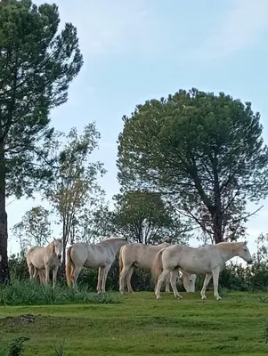 Animales en la casa o chalet o alrededores