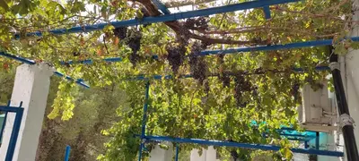 Jardín al aire libre en Casa Lola
