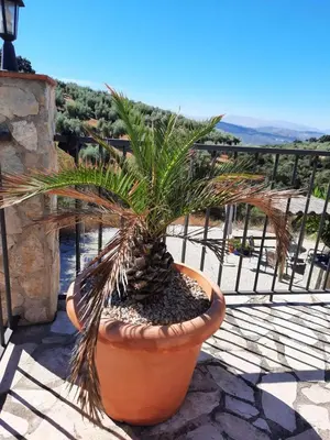 Un balcón o terraza de Hacienda La buena vida B&B en appartementen casita la bruja