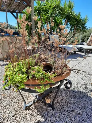 Jardín al aire libre en Hacienda la buena vida B&B en appartementen casita almendas