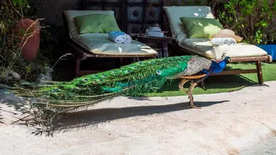 Animales en la villa o alrededores