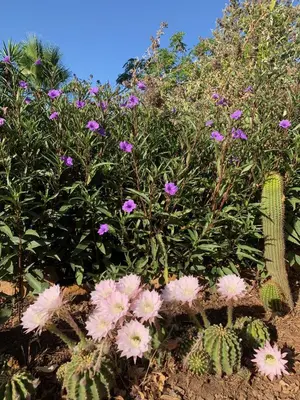 Jardín al aire libre en La Barranca de la Barca