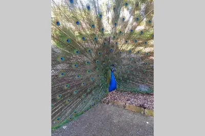Jardín al aire libre en Cortijo San José