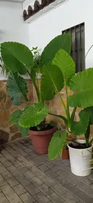 Jardín al aire libre en Casa Cueva El Almendro
