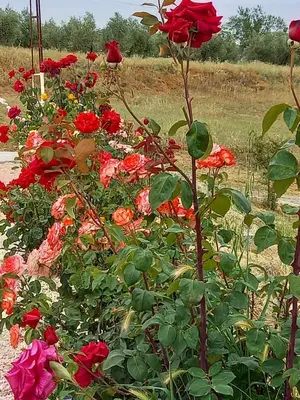 Jardín al aire libre en Casa Moya