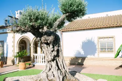 Jardín al aire libre en Casa Luxury 