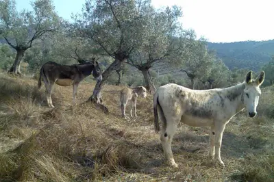 Animales en la casa o chalet o alrededores