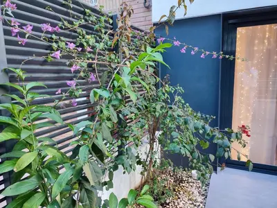Jardín al aire libre en Bajo Luminoso en Barrio de Nervión
