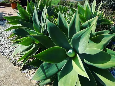 Jardín al aire libre en Villa Azafran