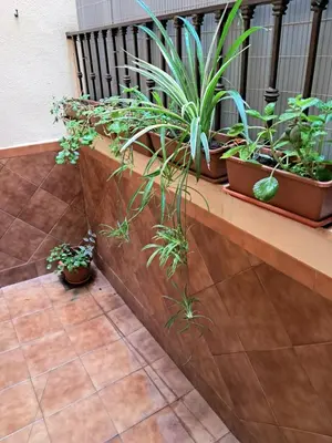 Jardín al aire libre en Apartamento La Reina