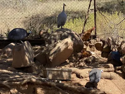 Animales en la casa o chalet o alrededores