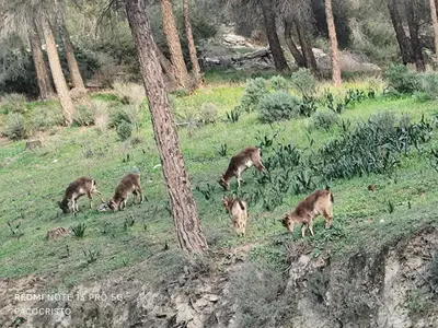 Animales en la casa o chalet o alrededores