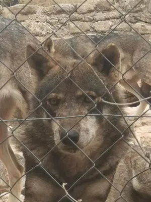 Animales en el hostal o pensión o alrededores