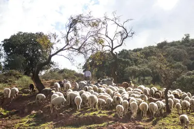 Animales en la casa o chalet o alrededores