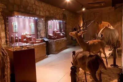 Animales en el apartamento o alrededores