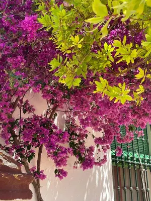 Jardín al aire libre en Cortijo Huerta Galindo