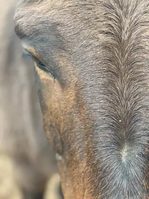 Animales en the country house o alrededores