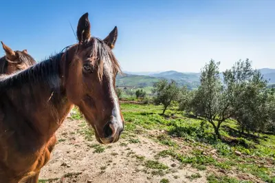 Animales en el hotel o alrededores