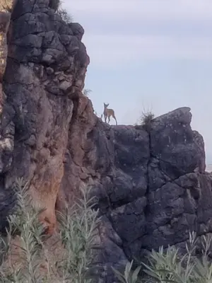 Animales en el apartamento o alrededores