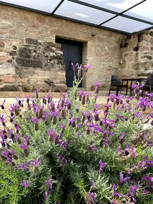 Jardín al aire libre en La Bodega