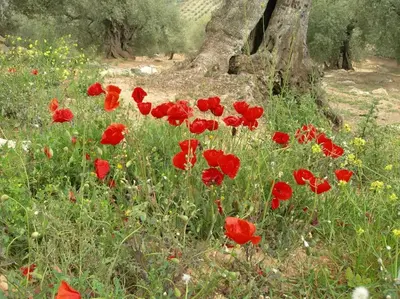 Jardín al aire libre en La Molina Del Olivar - Peaceful Location