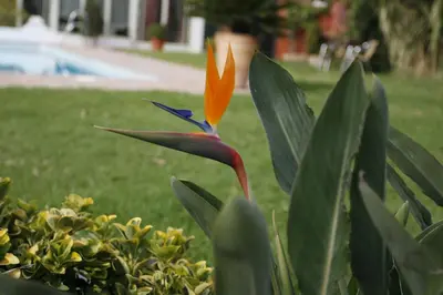 Jardín al aire libre en Hotel Oasis